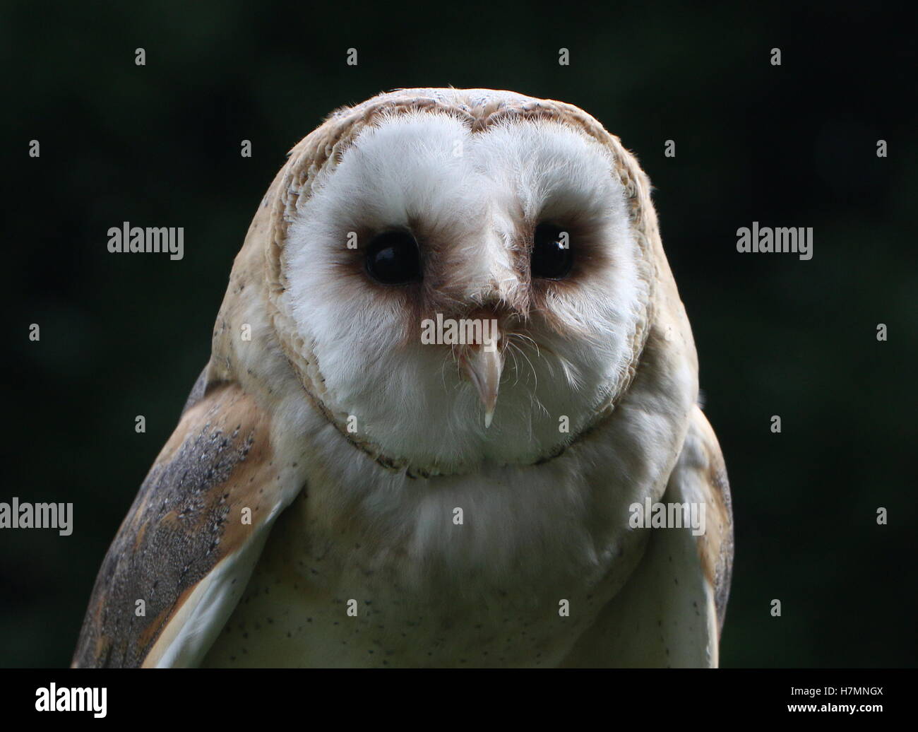 European Barn owl (Tyto alba) portrait, facing the camera Stock Photo