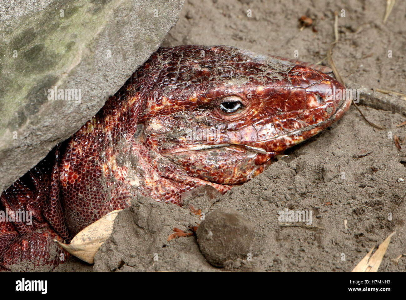 Argentine giant Red Tegu lizard (Tupinambis rufescens, Salvator rufescens) head emerging from his burrow Stock Photo