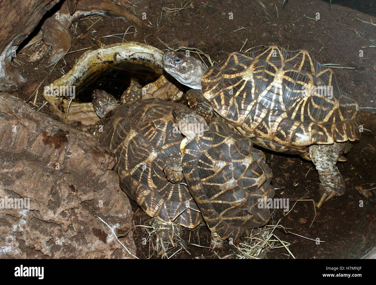 Indian star tortoises (Geochelone Elegans) Stock Photo