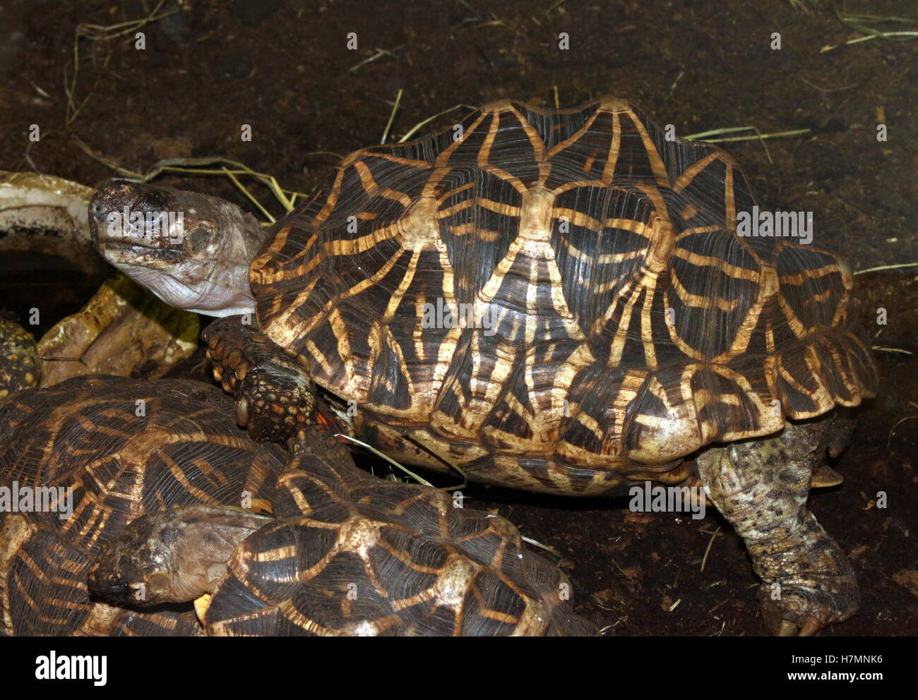 Indian star tortoise (Geochelone Elegans) Stock Photo