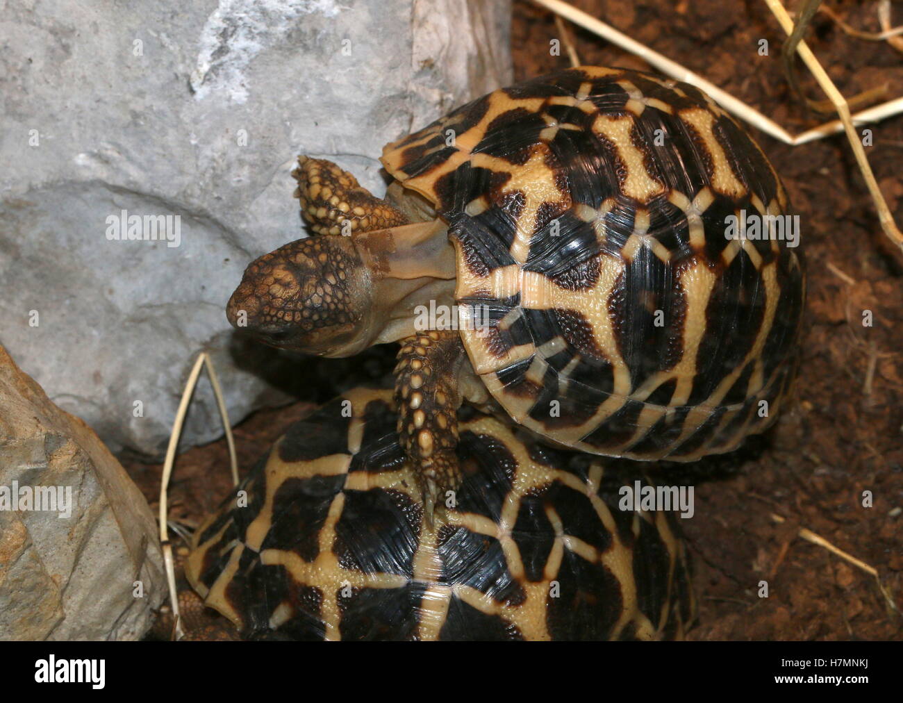 Indian star tortoise (Geochelone Elegans) climbing on top of another tortoise Stock Photo