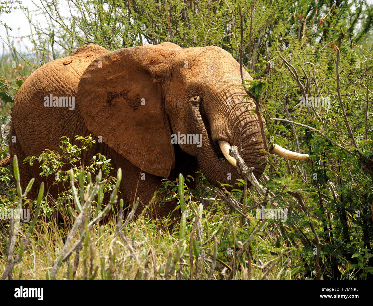 African elephant (Loxodonta africana) rubbing eye with trunk as if playing peepo or creating trompe l'oeil effect of false eye - Laikipia Kenya Africa Stock Photo