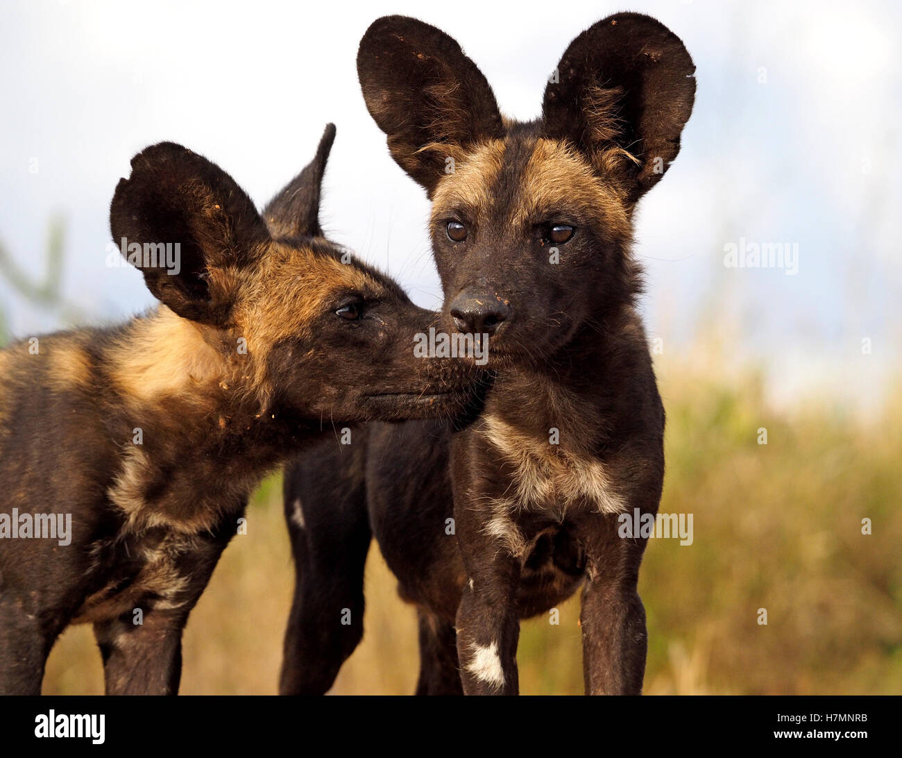 two African Wild Dog pups aka African hunting dog, African painted Wolf (Lycaon pictus) interacting one alert staring past lens -Laikipia Kenya Africa Stock Photo