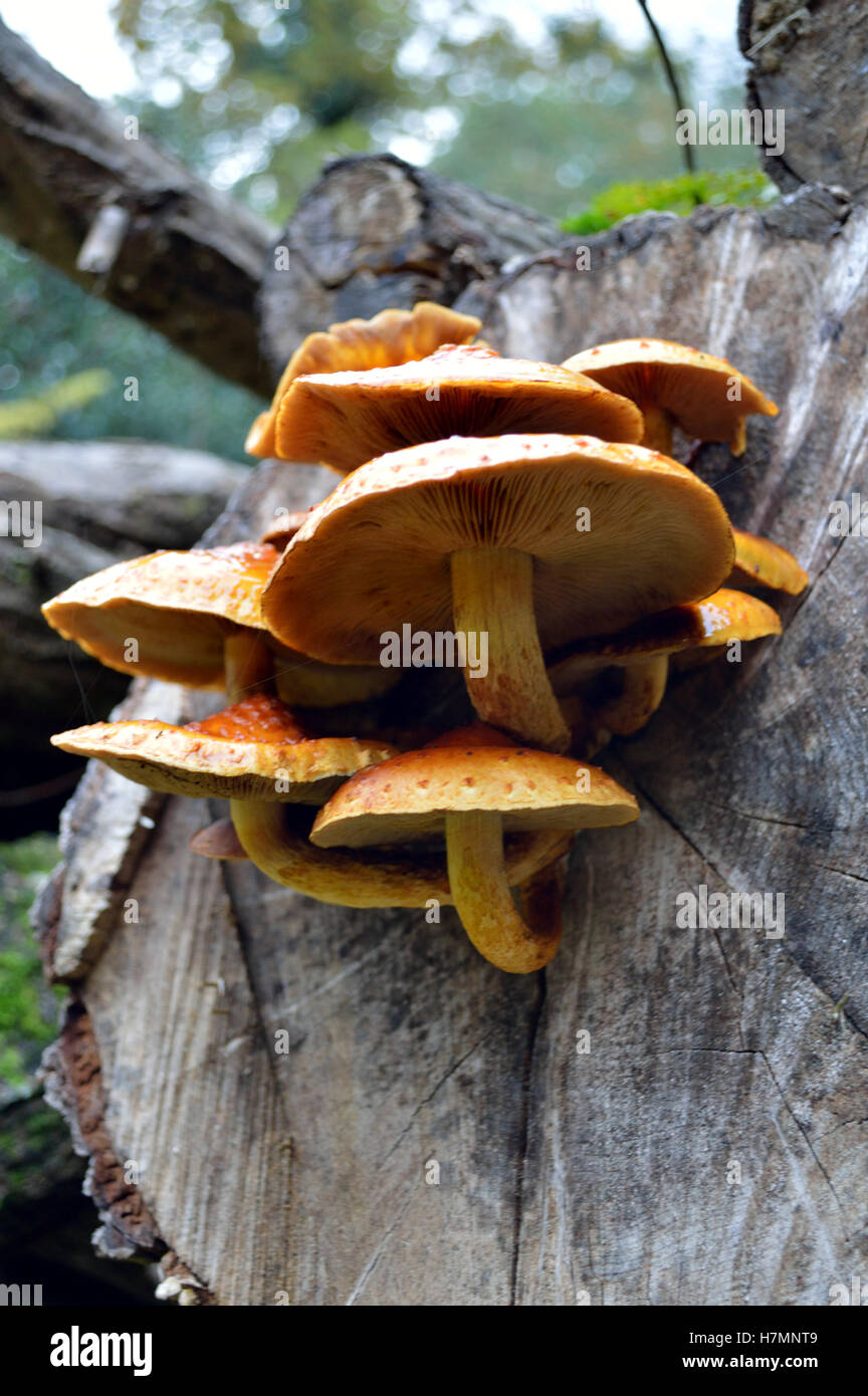 A cluster of Honey fungi (Armillaria mellea) growing on wood in the New Forest National Park Hampshire, UK Stock Photo