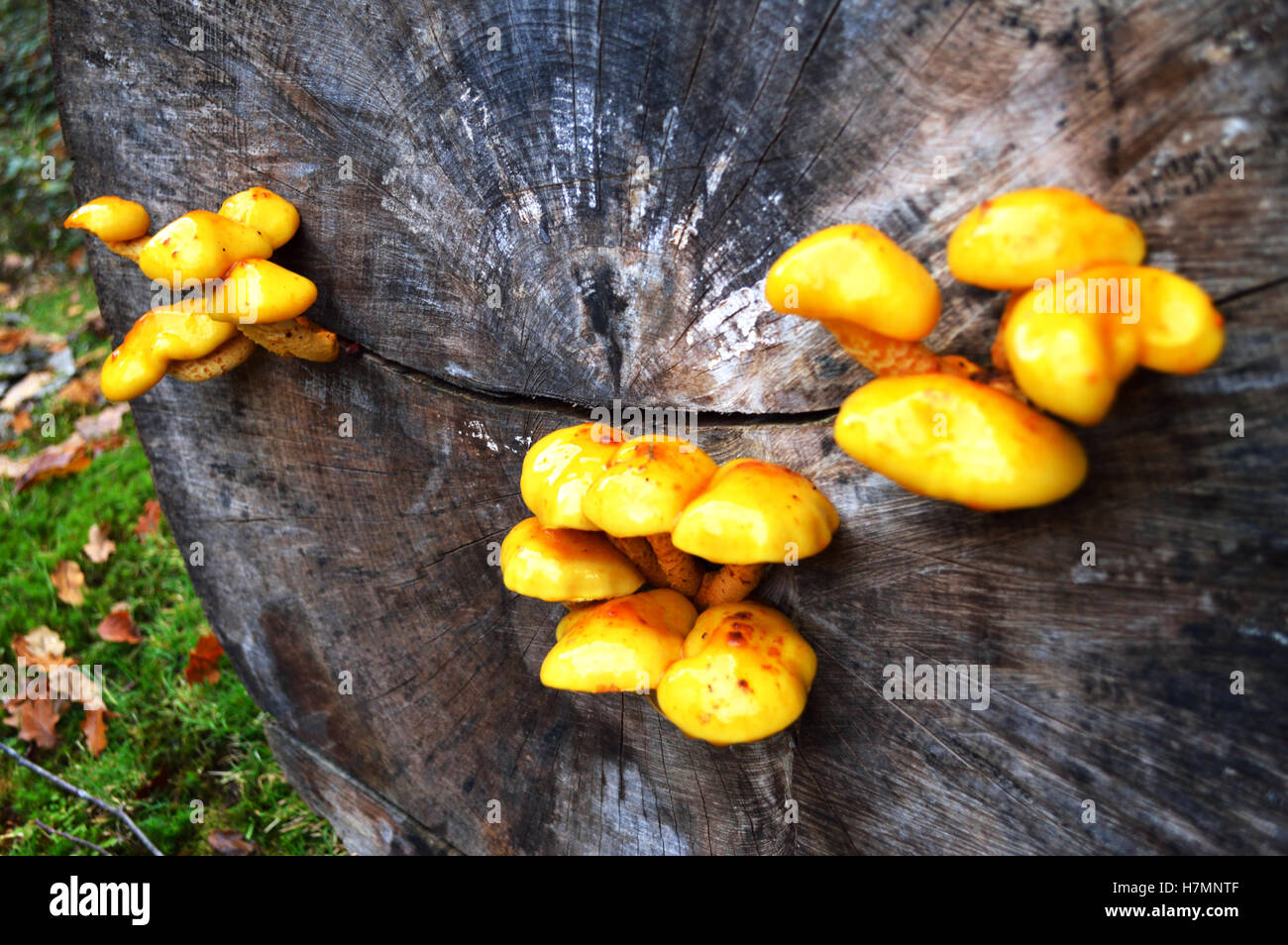 Sulphur tuft fungi (Hypholoma fasciculare) also known as clustered woodlovers growing on a tree stump in the New Forest, UK Stock Photo