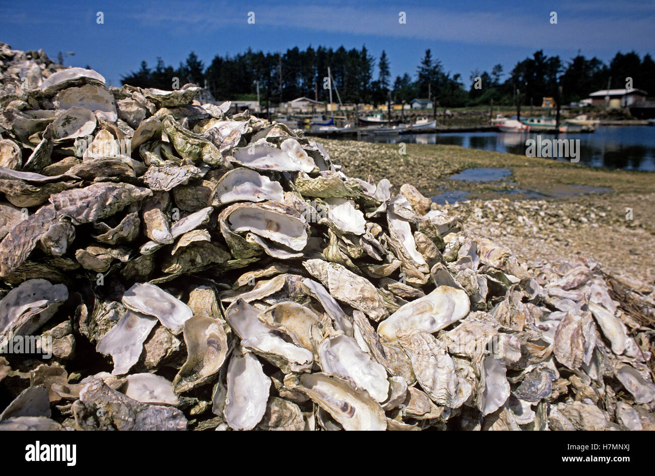 Close up of oyster nobody hires stock photography and images Alamy