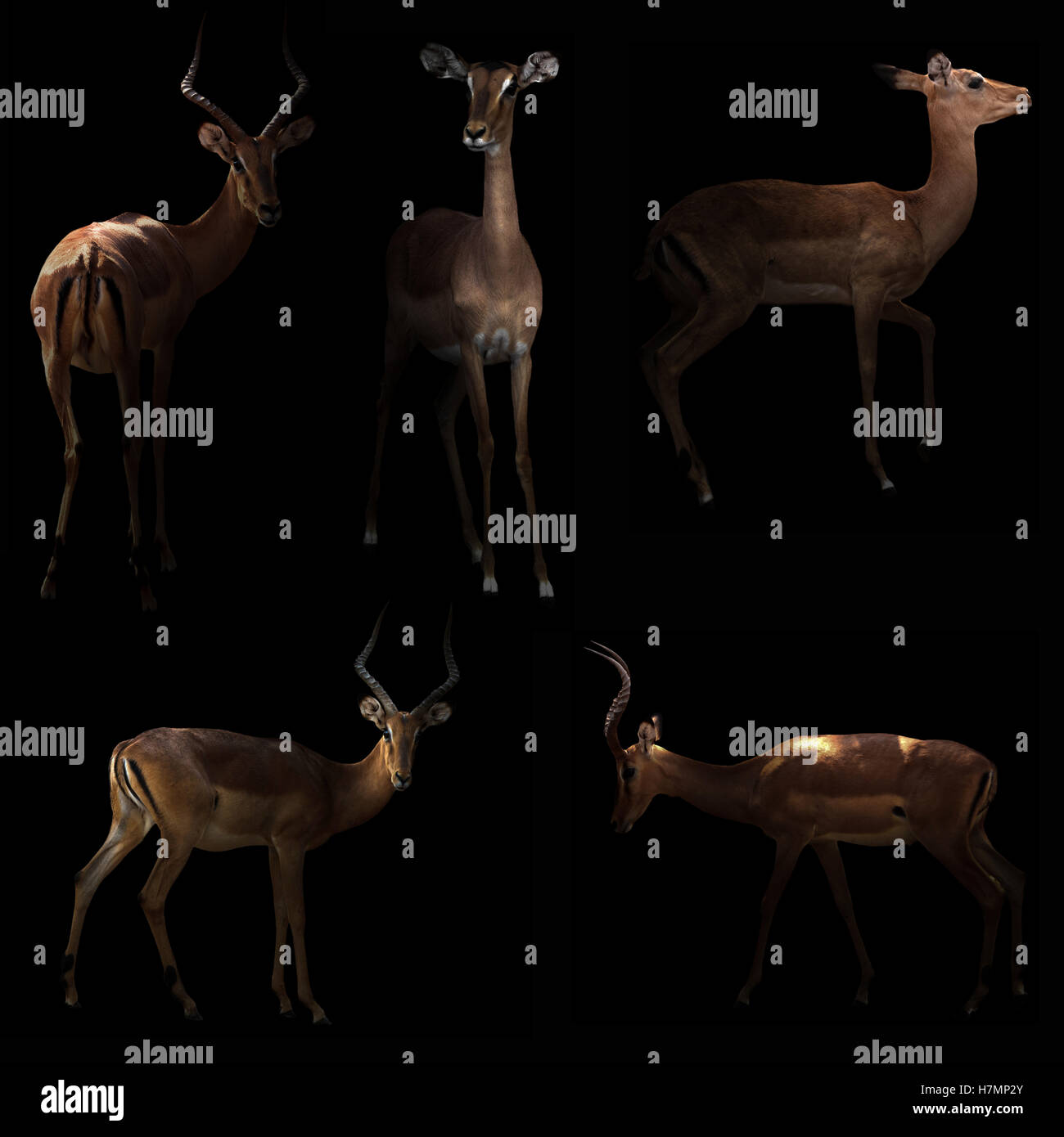 Gazelle Impala High Resolution Stock Photography and Images - Alamy