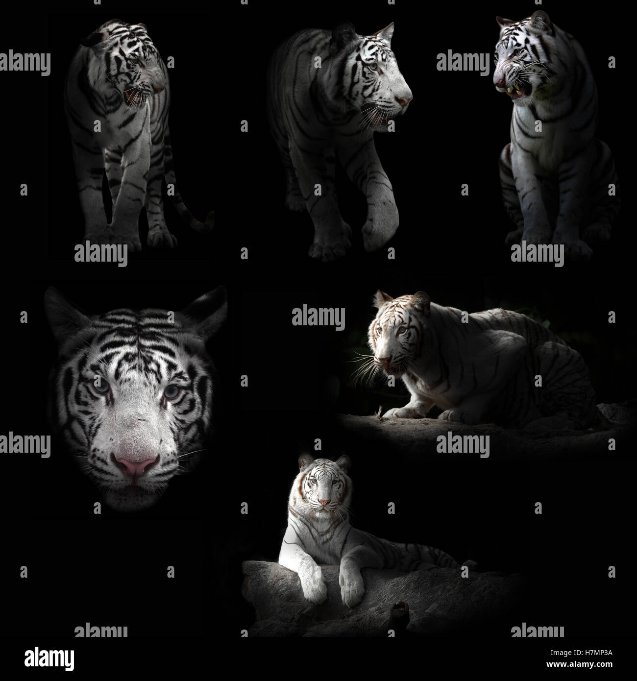 white tiger | 3D model