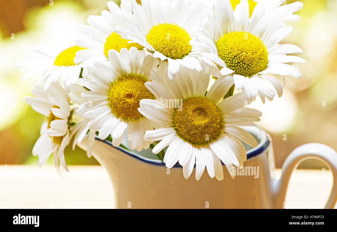 White daisies ( bellis perennis) in a pitcher Stock Photo