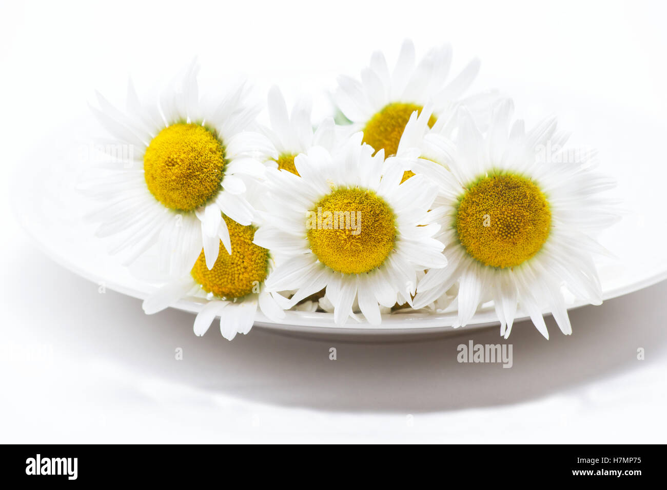 White daisies ( bellis perennis) on white background Stock Photo