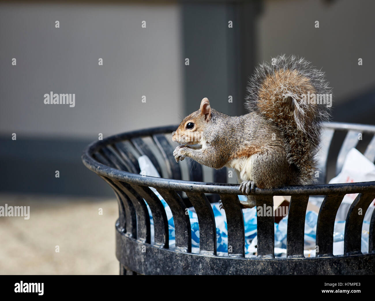 Wild Squirrel sitting on trash can eating a french fry Stock Photo Alamy