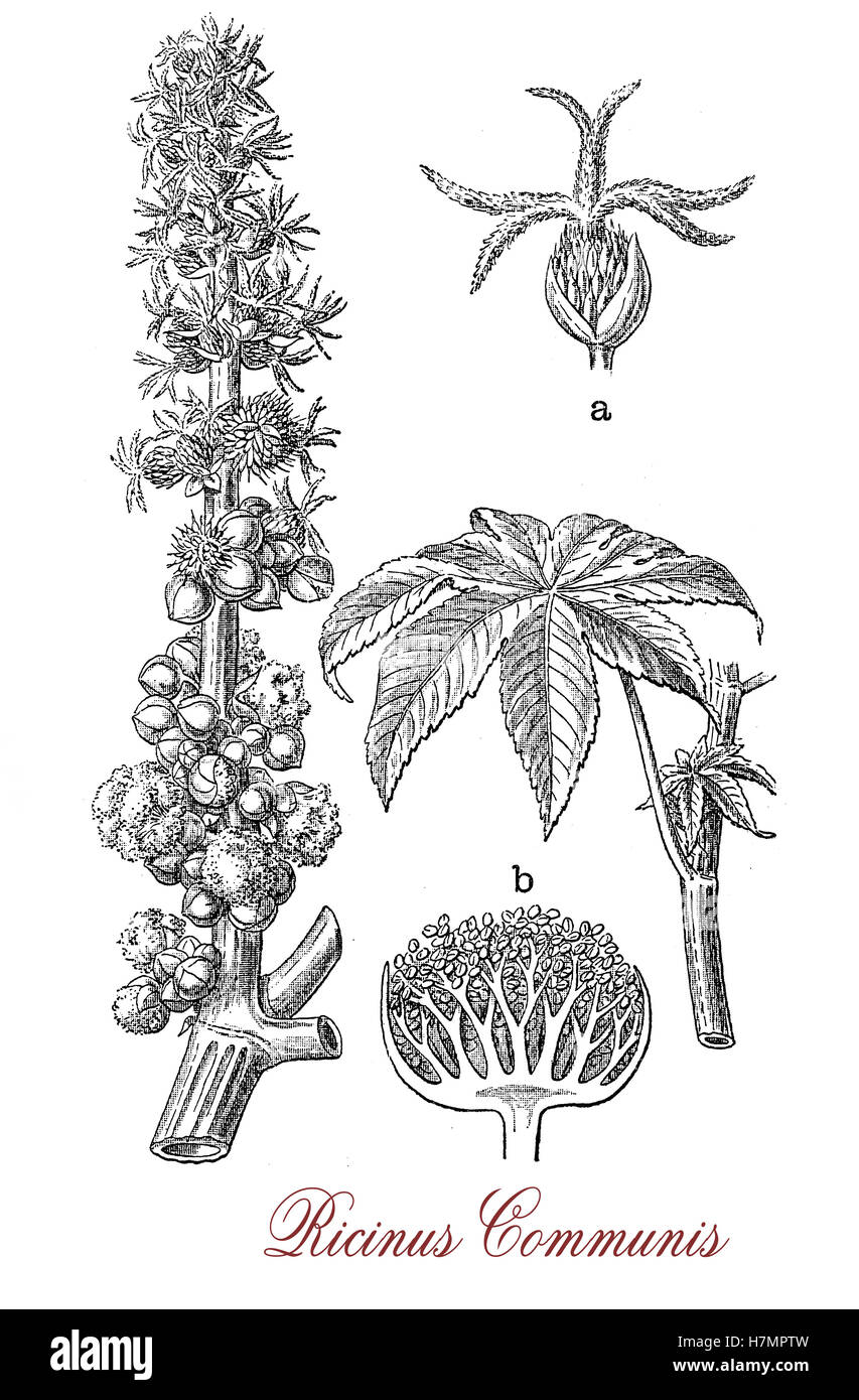 Vintage engraving of Ricinus communis, flowering plant known also as castor-oil-plant, from the seeds is produced castor oil used as motor lubricant and in medicine and ricin, a water-soluble toxin. Stock Photo