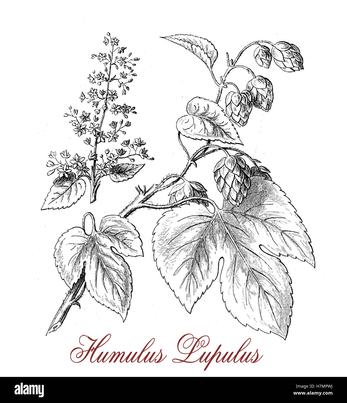 Vintage engraving describing Hop (humulus lupulus) botanical morphology:flowering perennial plant with flower cones widely cultivated for use by the brewing industry Stock Photo