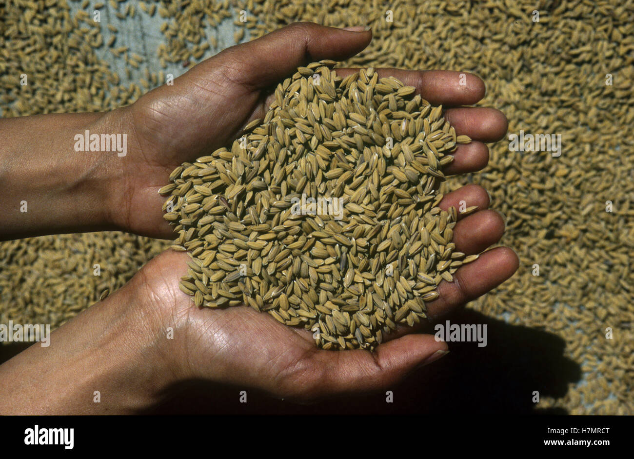 INDIA Karnataka, Moodbidri, rice farming, handful of rice grains Stock Photo Alamy