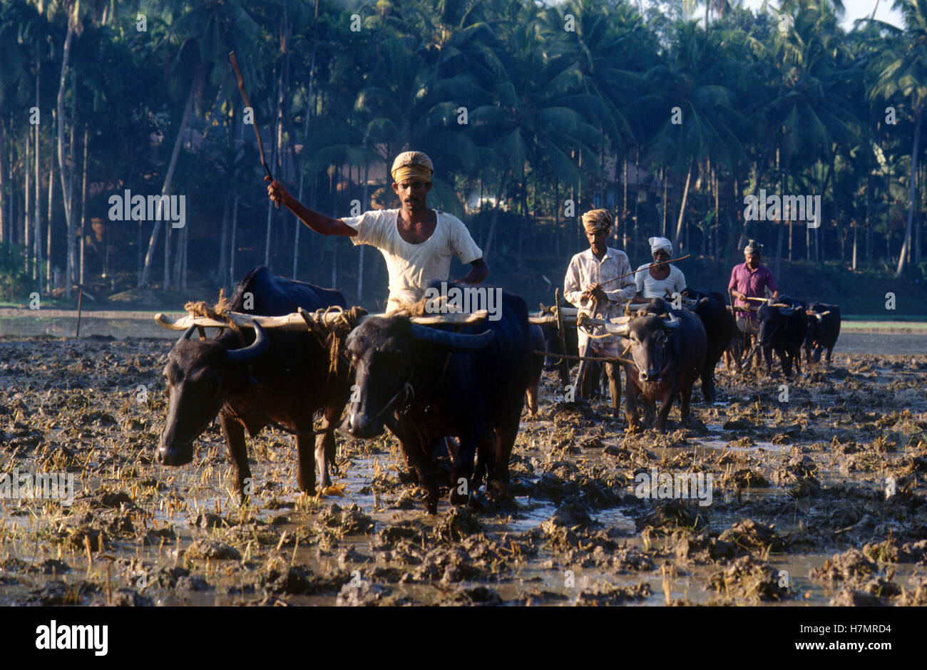 INDIA Karnataka, Moodbidri, rice farming, plowing fields with water