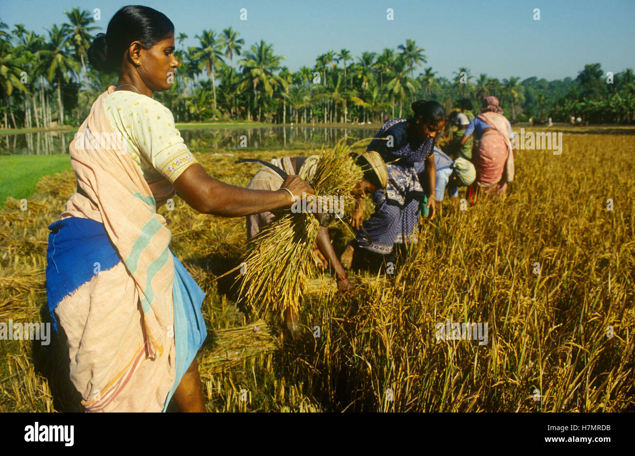 INDIA Karnataka, Moodbidri, rice farming, women harvest rice by hand with sickle Stock Photo