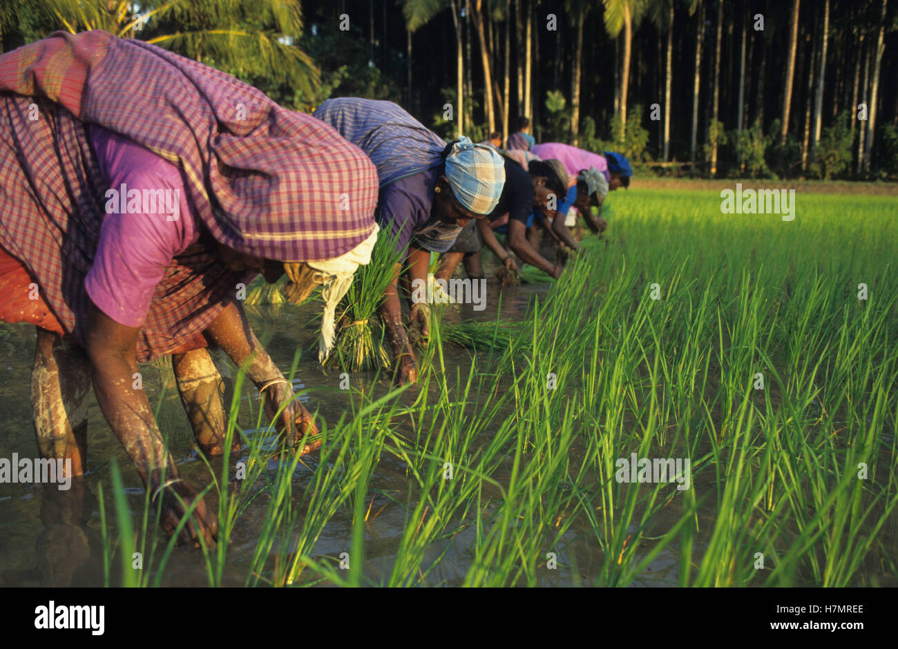 INDIA Karnataka, Moodbidri, rice farming, women replant rice seedlings