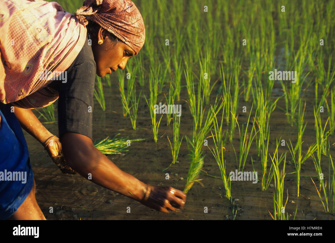 INDIA Karnataka, Moodbidri, rice farming, women replant rice seedlings from nursery to field
