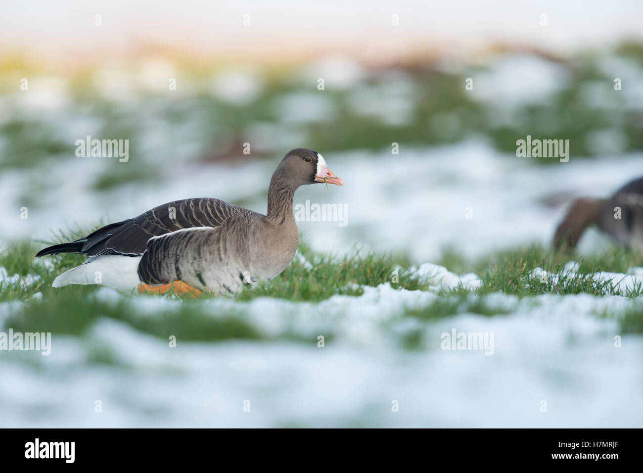 White-fronted Goose ( Anser albifrons ), arctic winter guest, walking over a snow covered pasture, side view, Germany. Stock Photo