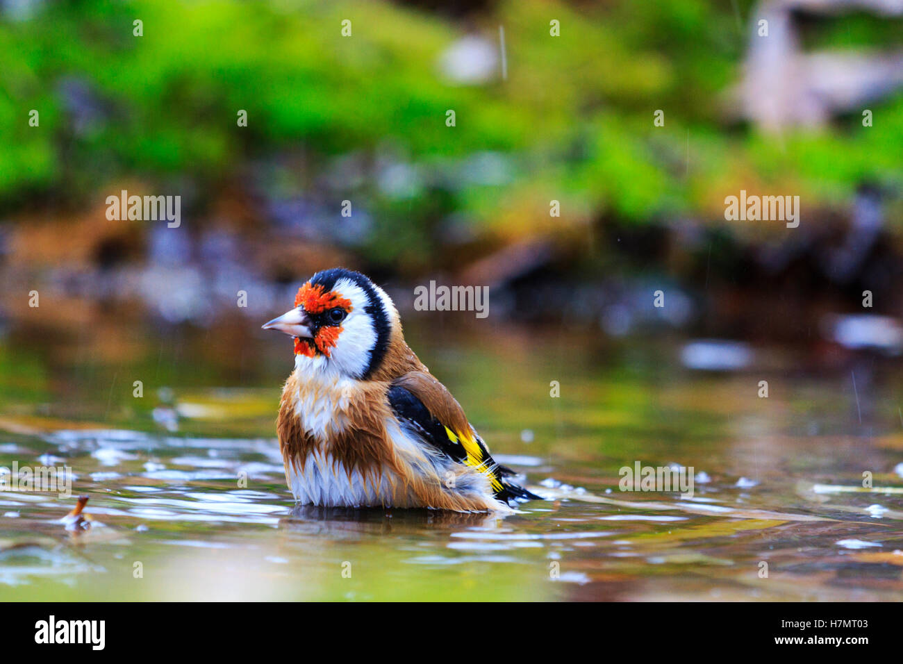 Carduelis carduelis bathing in forest lake,autumn colored bird, unique moment, Stock Photo