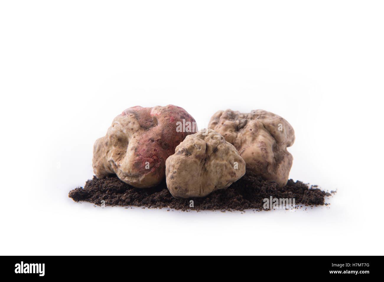 Alba white truffle tuber on isolated white background Stock Photo