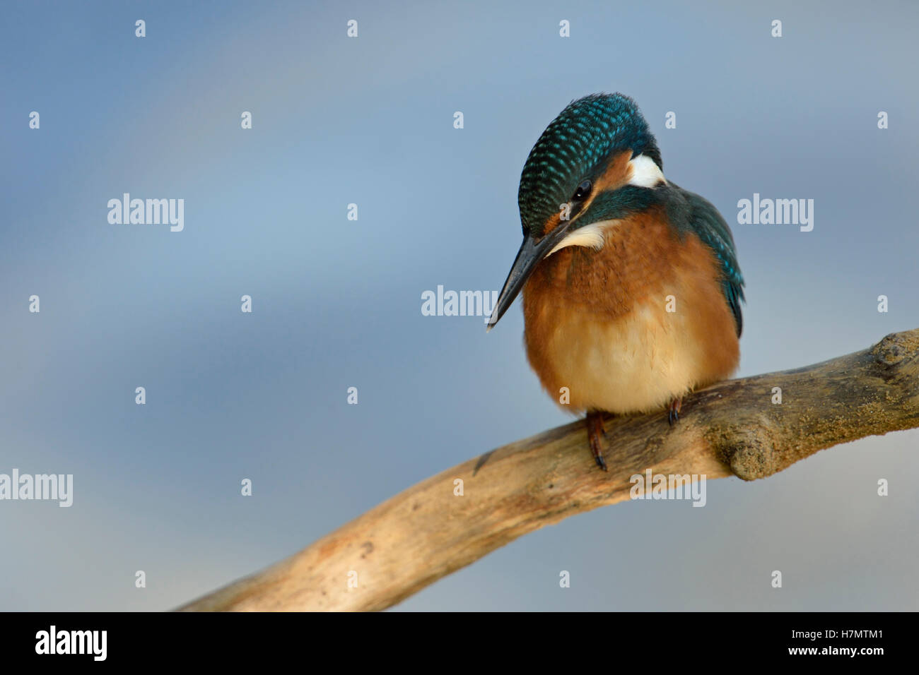 Eurasian Kingfisher / Eisvogel ( Alcedo atthis ), perched on a branch over blue waters, watching down, hunting, in a light spot. Stock Photo