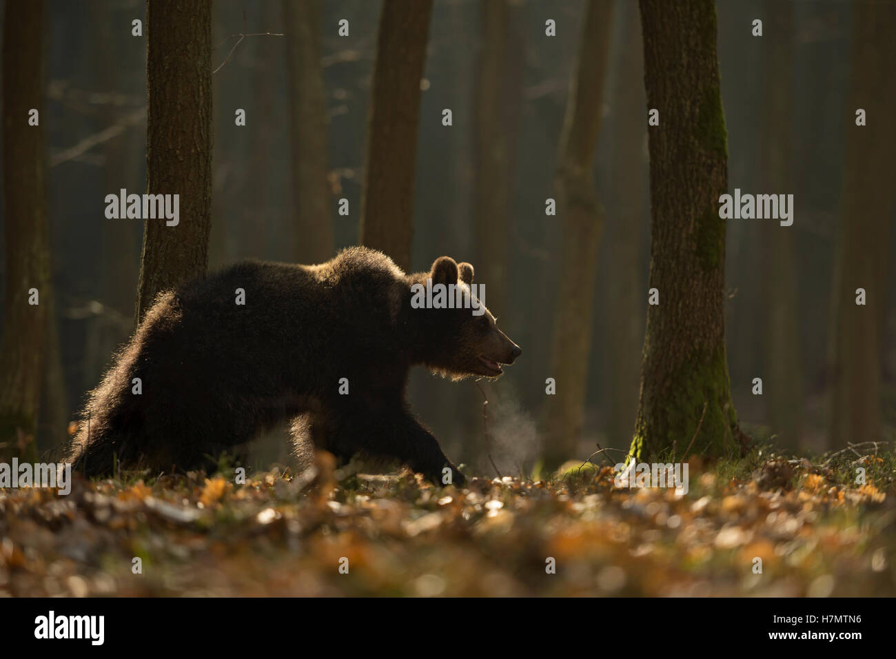European Brown Bear / Braunbaer ( Ursus arctos ) walking through a forest, in first morning light, backlight situation. Stock Photo