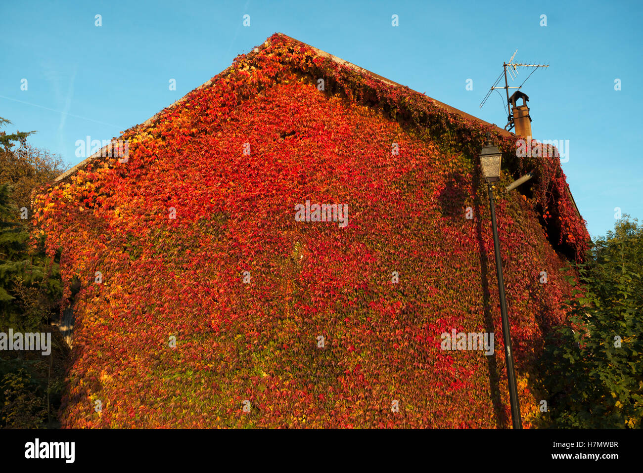 House wall covered with colored leaves in autumn,  Grilly, Auvergne-Rhône-Alpes, France Stock Photo