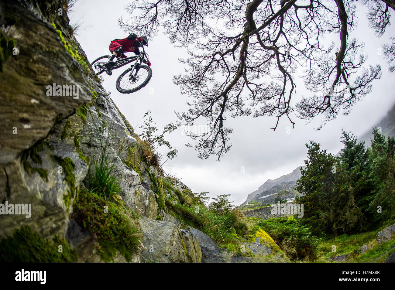 A mountain biker jumps a rock drop at Antur Stiniog mountain bike centre at Blaenau Ffestiniog in Snowdonia Stock Photo Alamy