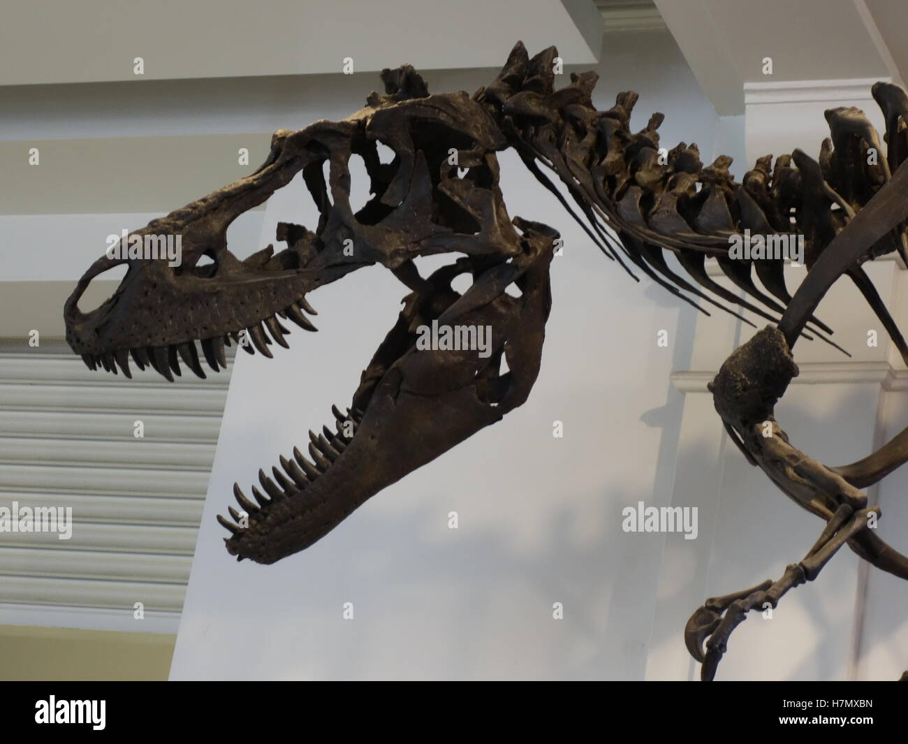 Tyrannosaurus Rex dinosaur skeleton in Manchester City Museum Stock Photo