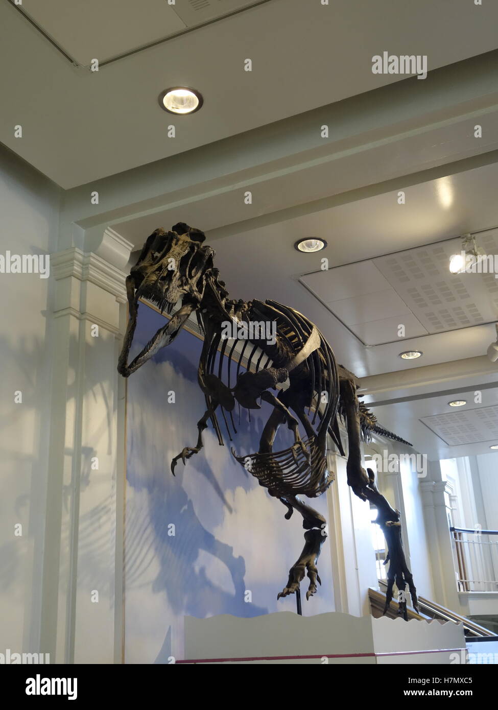 Tyrannosaurus Rex dinosaur skeleton in Manchester City Museum Stock Photo