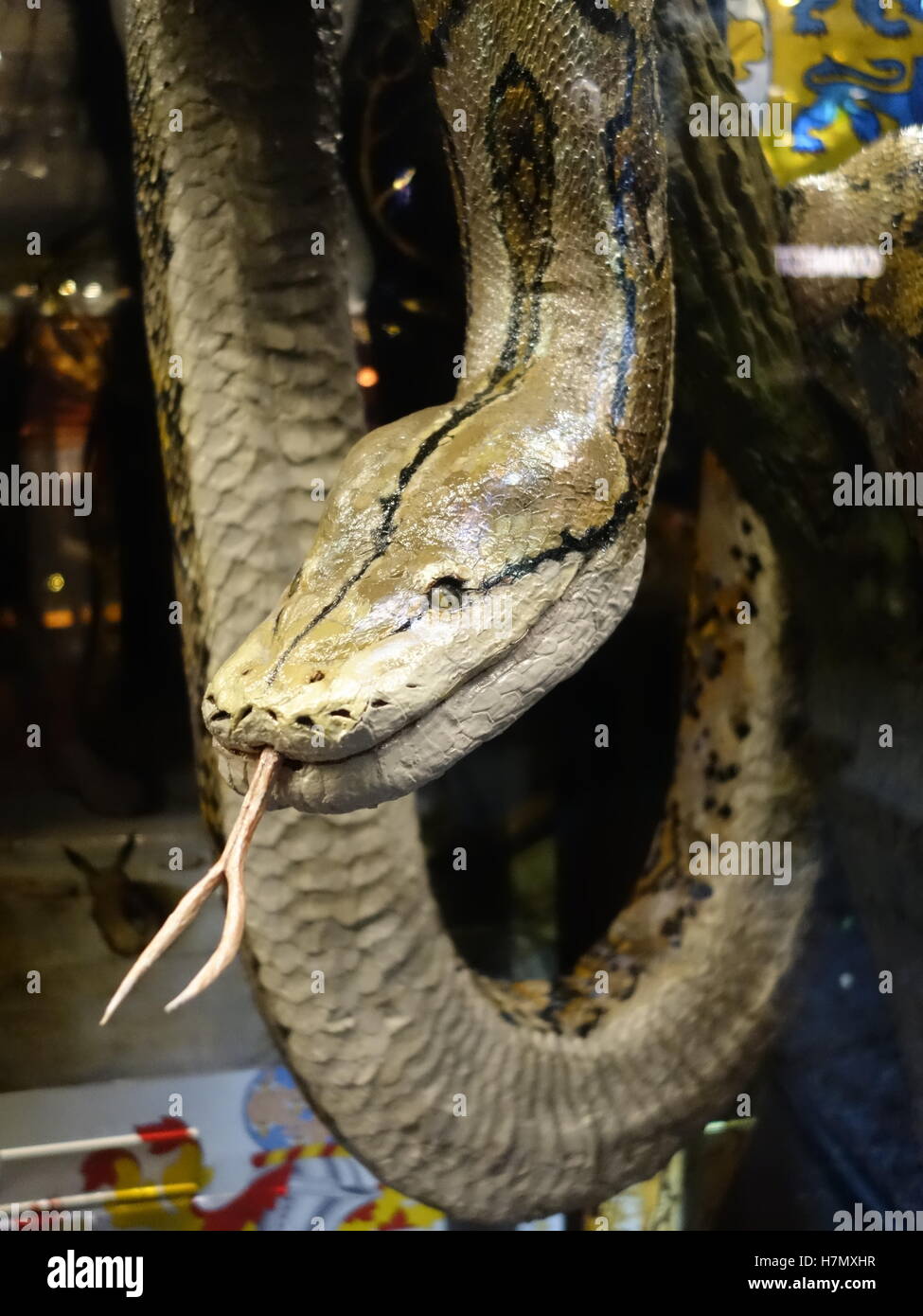 A lifelike taxidermy model of a reticulated python snake Stock Photo ...