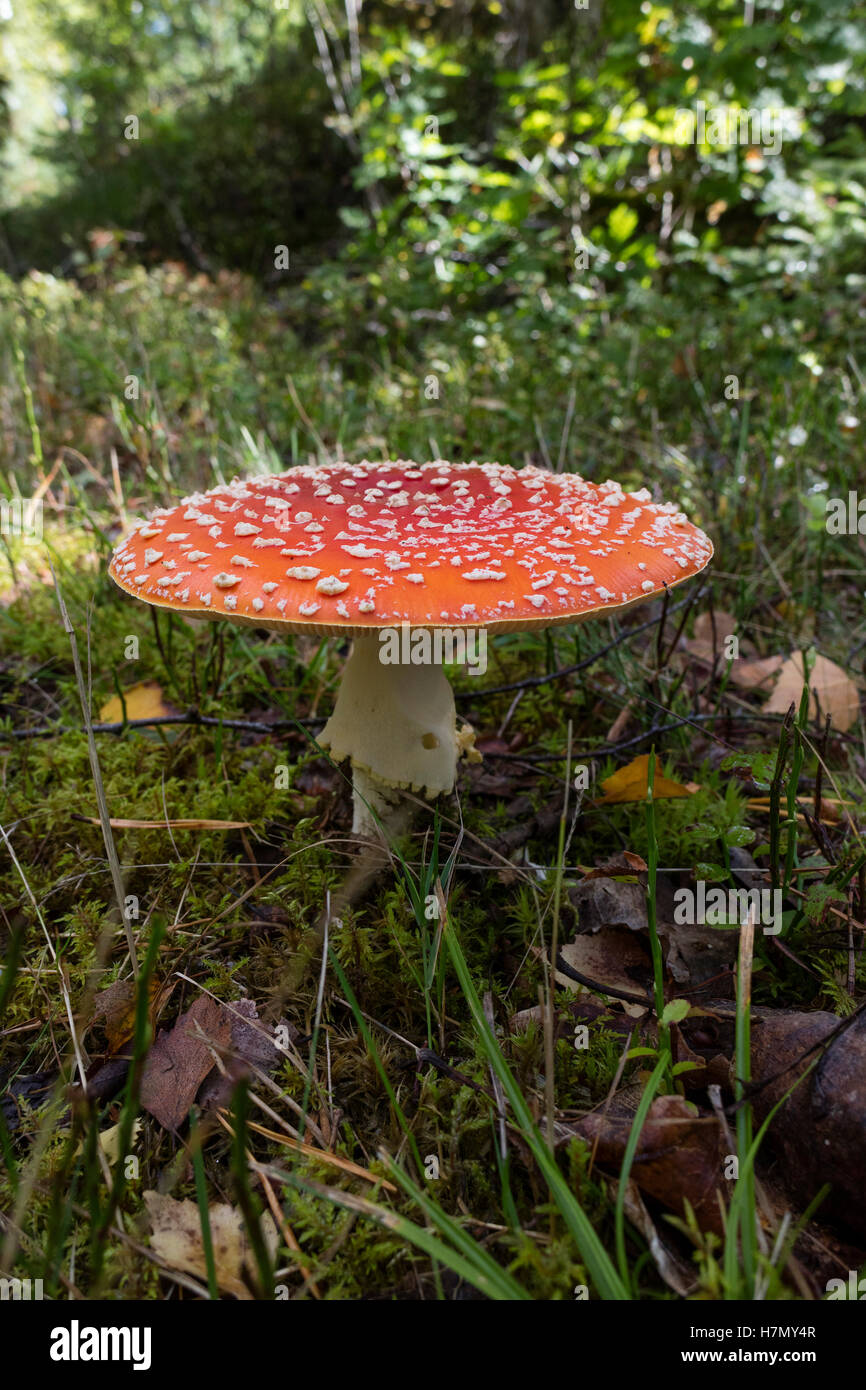 Amanita mushroom hood in the forest Stock Photo