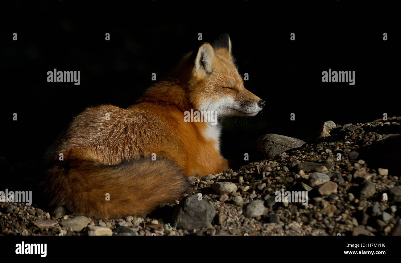 Red fox (Vulpes vulpes) in Algonquin Park in Autumn in Canada Stock ...