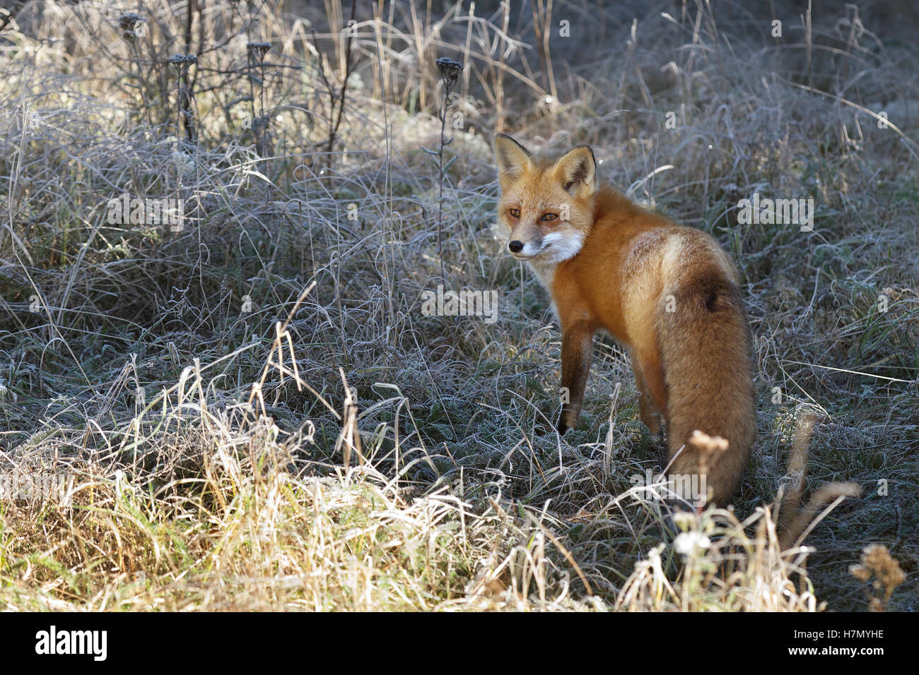 Red fox (Vulpes vulpes) in Algonquin Park in Autumn in Canada Stock ...