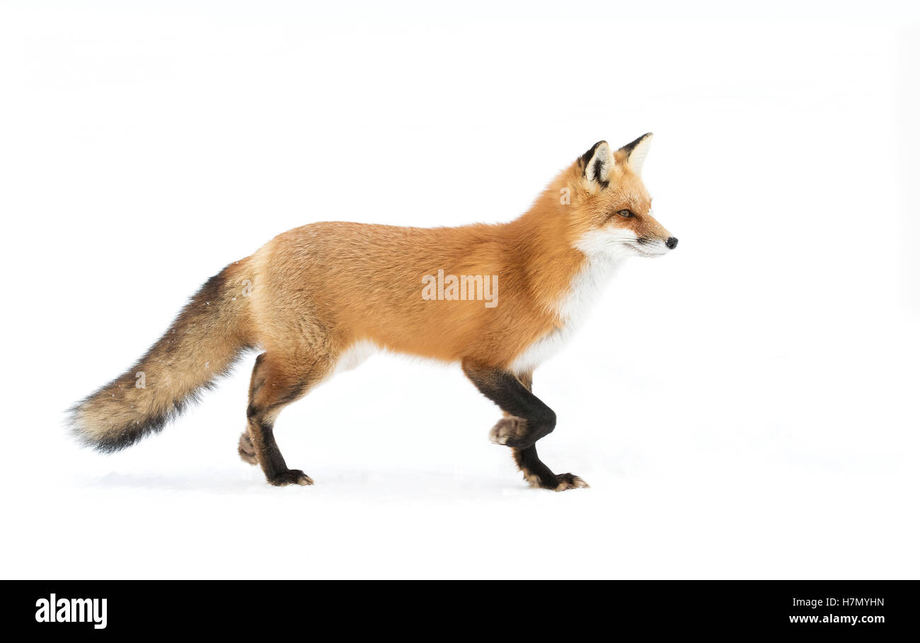 Red fox (Vulpes vulpes) in winter in Algonquin Park in Canada Stock ...