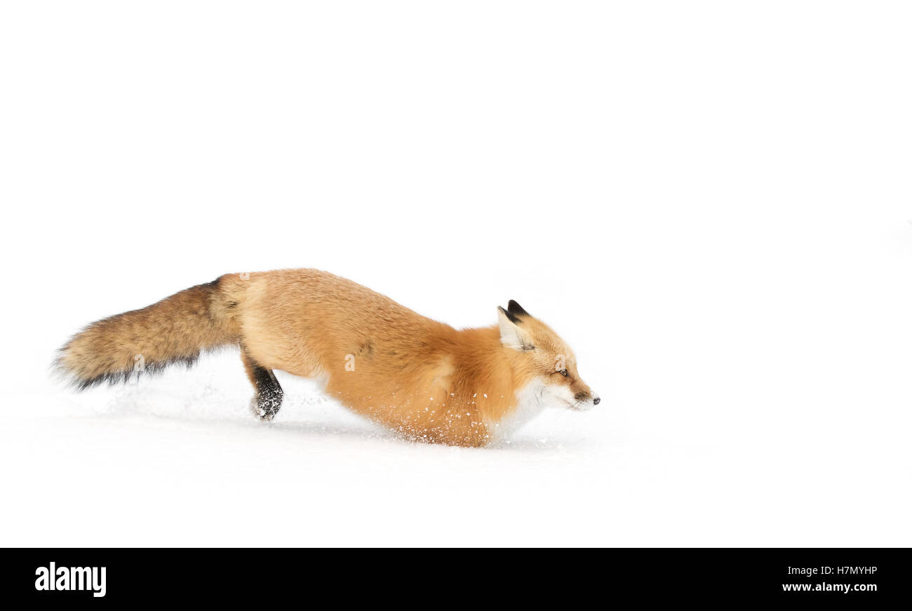 Red fox (Vulpes vulpes) in winter in Algonquin Park in Canada Stock ...