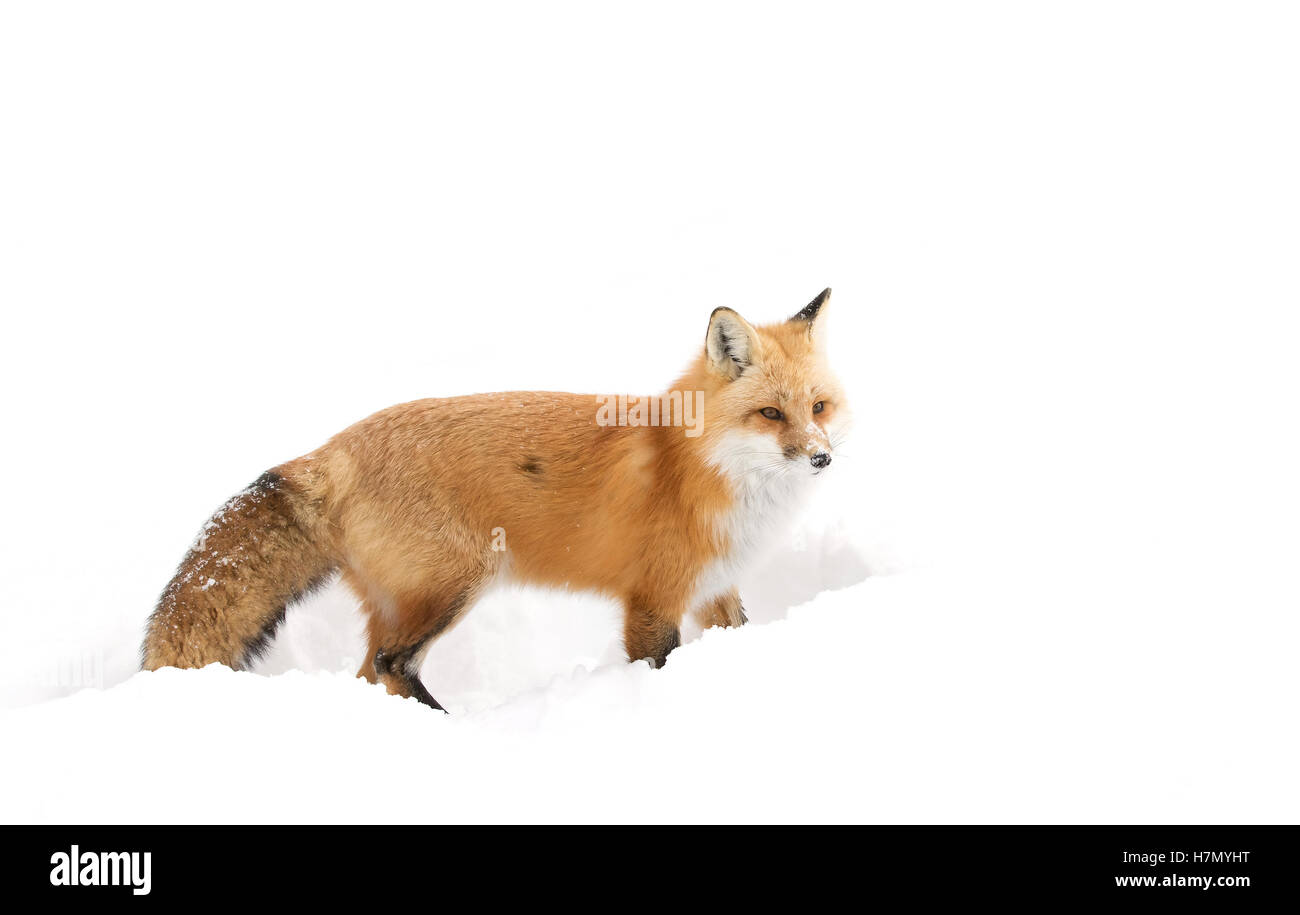 Red fox (Vulpes vulpes) in winter in Algonquin Park in Canada Stock ...