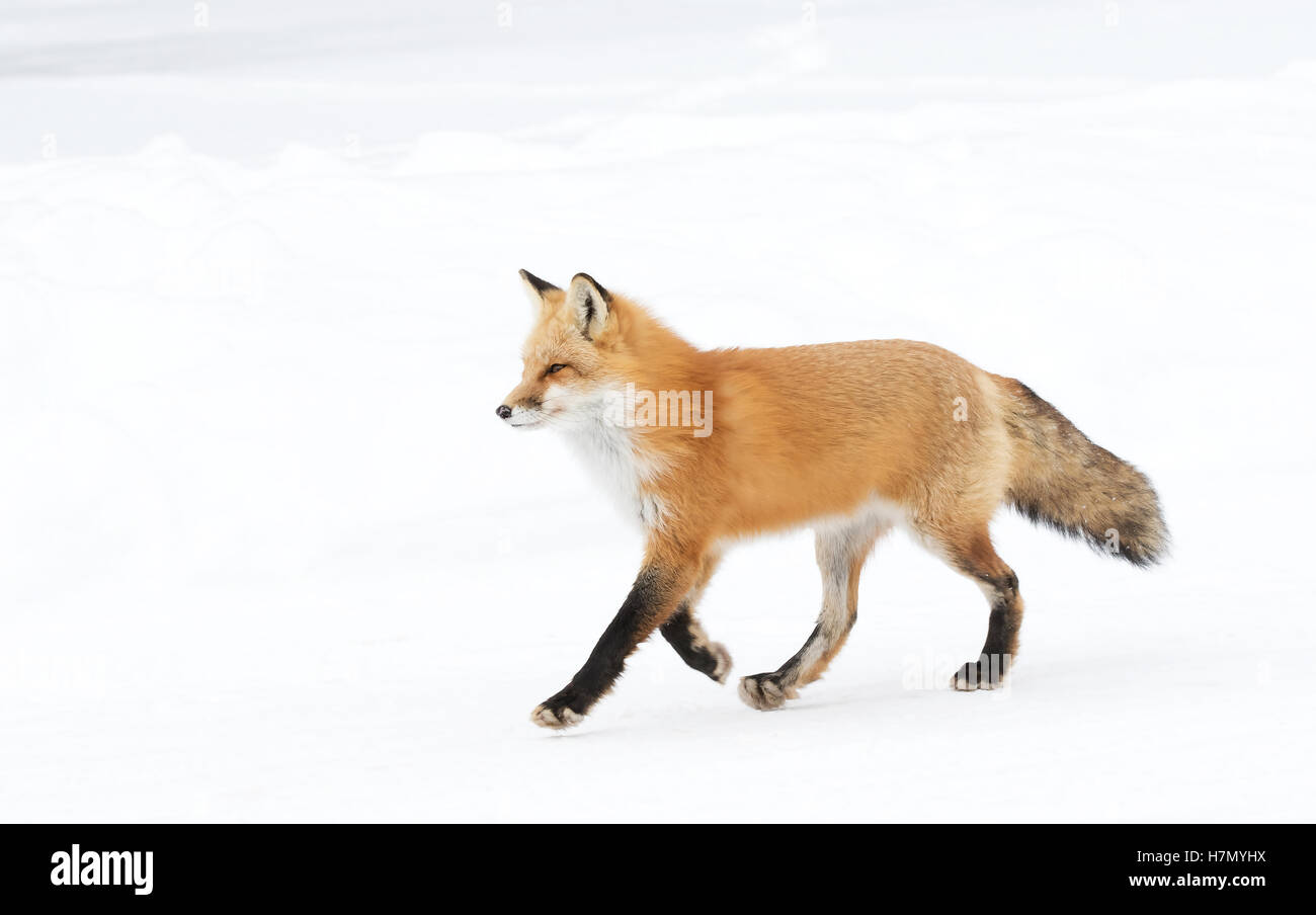 Red fox in algonquin hi-res stock photography and images - Alamy