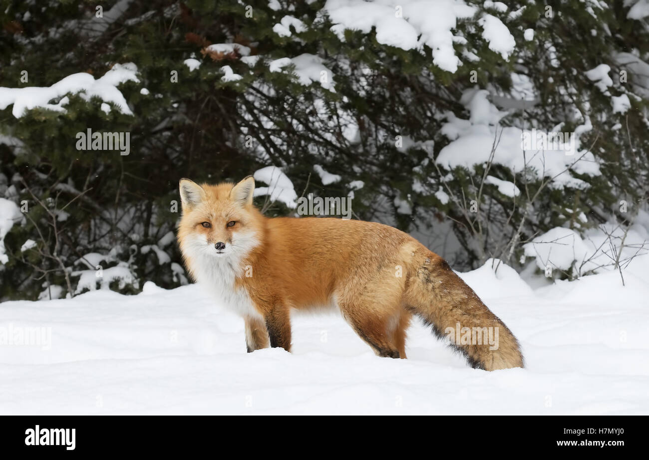 Red fox in algonquin hi-res stock photography and images - Alamy