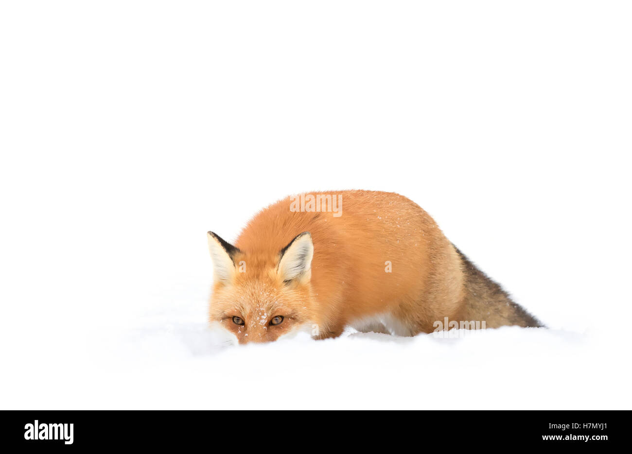 Red fox (Vulpes vulpes) in winter in Algonquin Park in Canada Stock ...