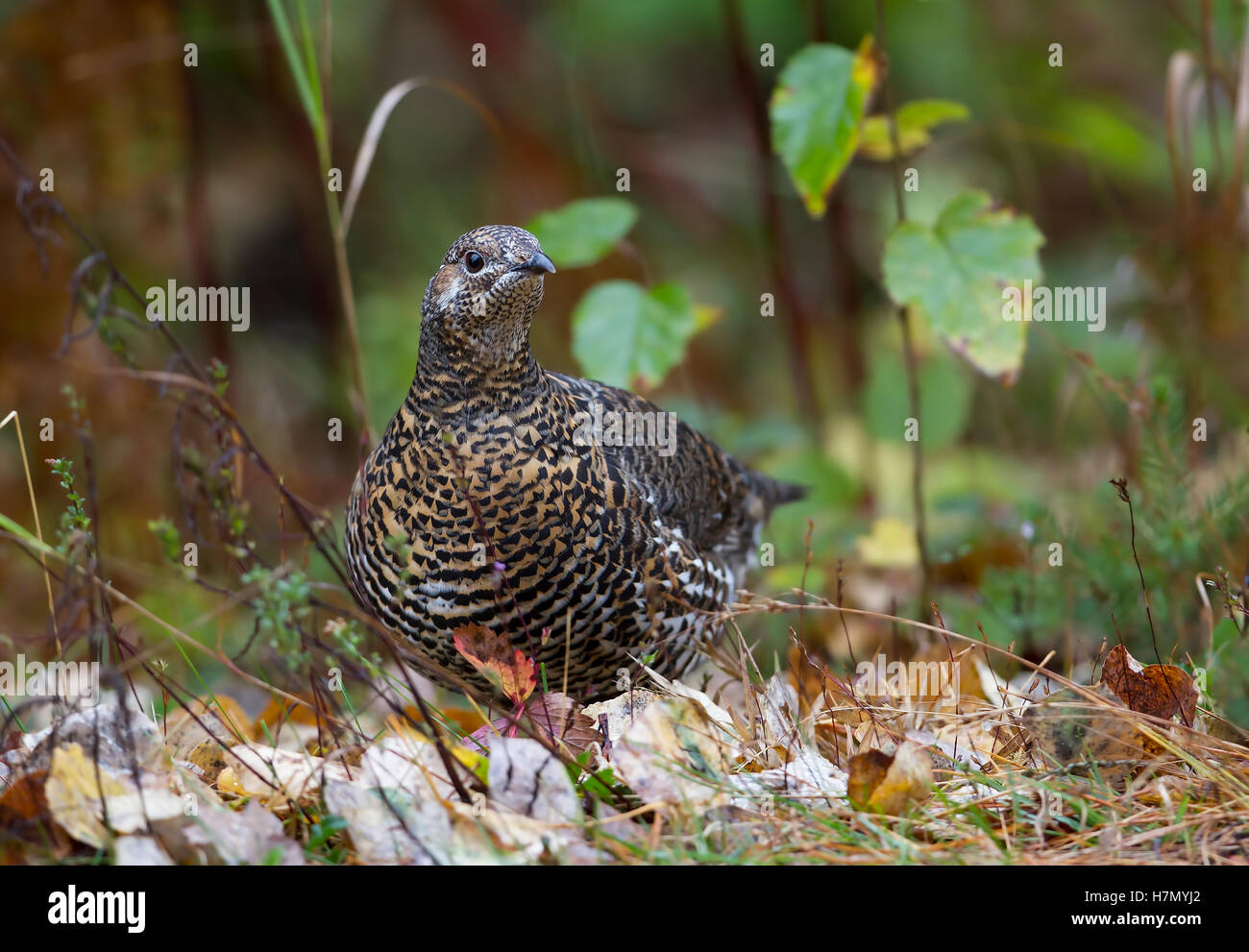 Spruce grouse female strutting along road in Algonquin Park in Canada Stock Photo