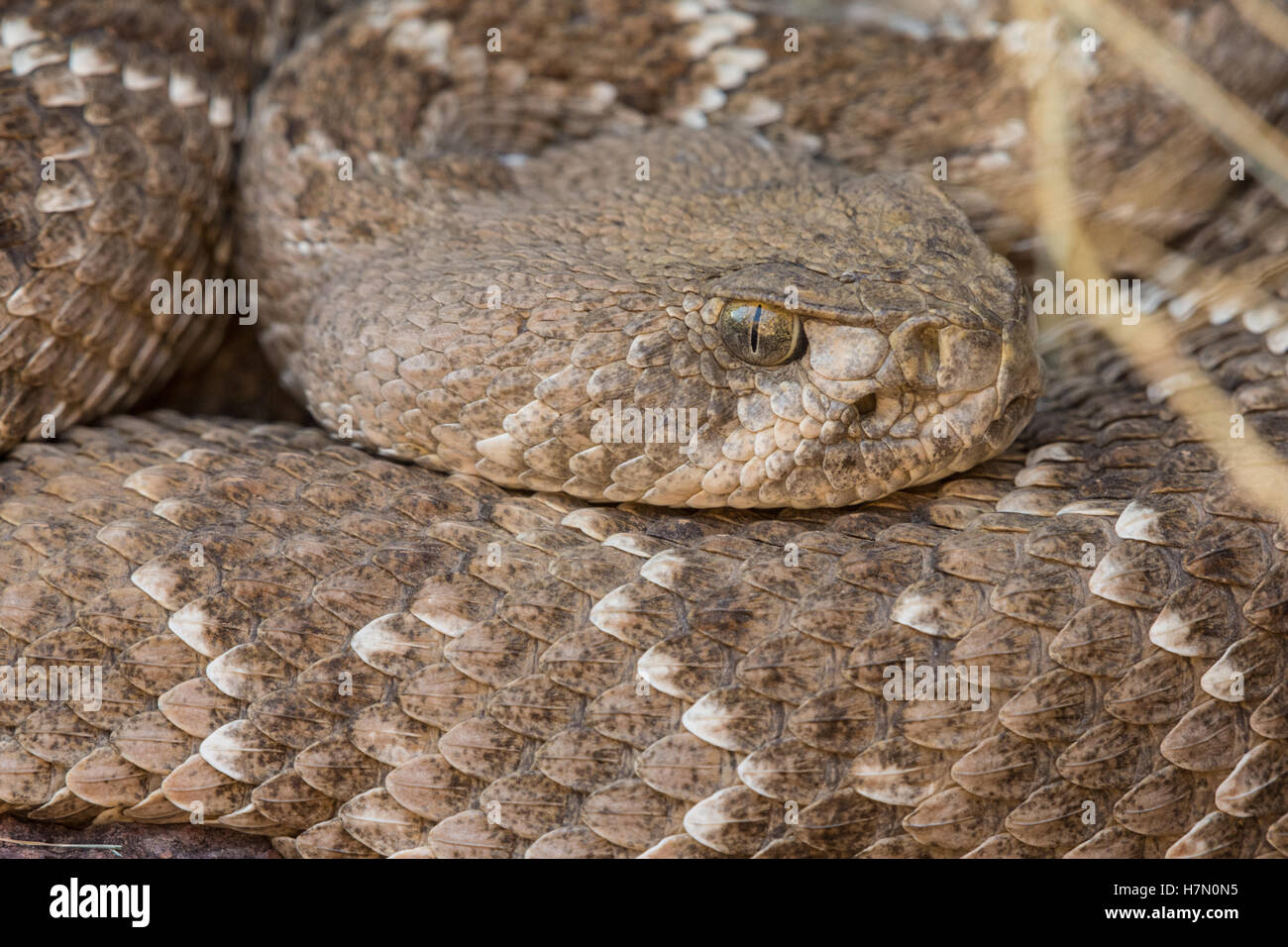 Western Diamond-backed Rattlesnake, (Crotalus atrox), at a den in ...