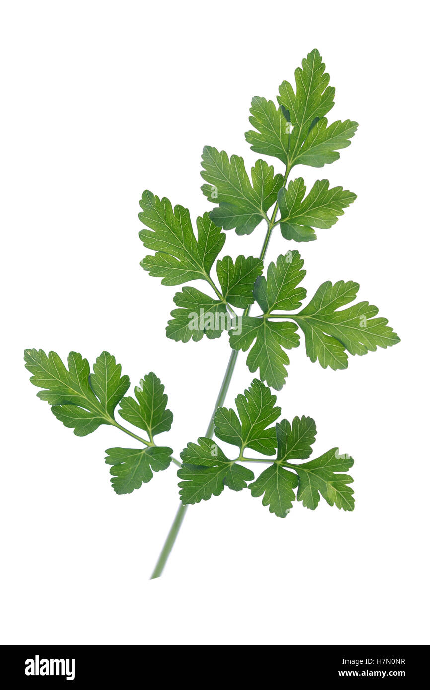 Branch of fresh parsley Stock Photo