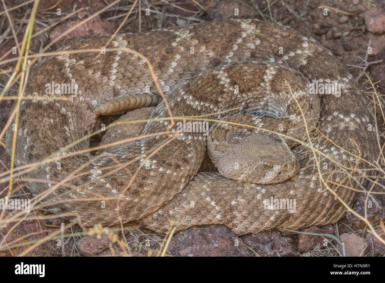 Western Diamond-backed Rattlesnake, (Crotalus atrox), at a den in ...