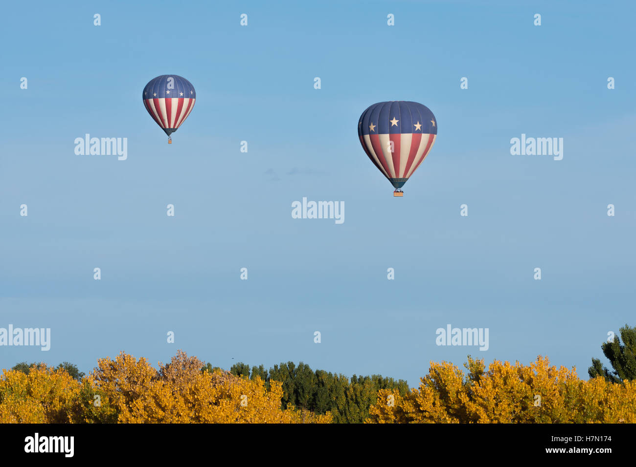 Hot Air balloons over autumn Cottonwood Trees.  Los Poblanos open SPace, Albuquerque, New Mexico, USA. Stock Photo