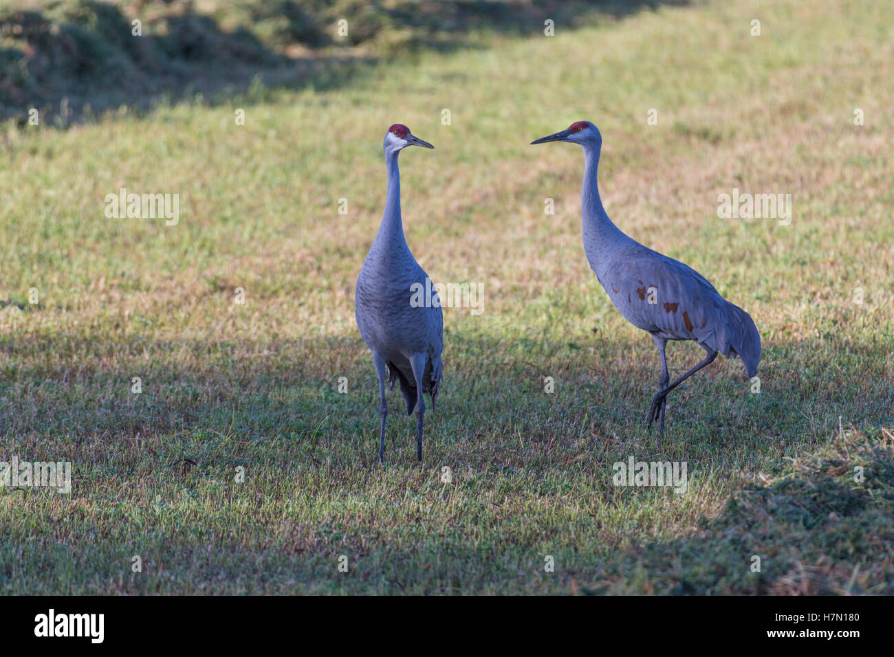 Greater Sandhill Cranes, (Grus canadensis tabida), Los Poblanos Fields Open Space, Albuquerque, New Mexico, USA. Stock Photo