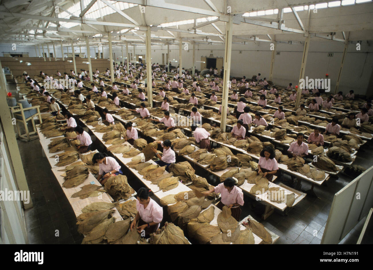 Indonesia Java Jember, tobacco factory, women sort and grade tobacco leaves  which are used for cigars Stock Photo - Alamy