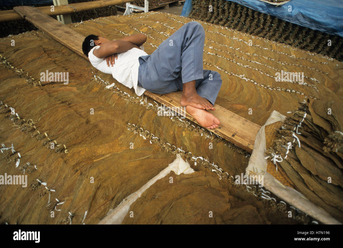 Indonesia Java Jember, tobacco factory, exhausted worker sleep on tobacco  leaves, which are used for cigars, in store Stock Photo