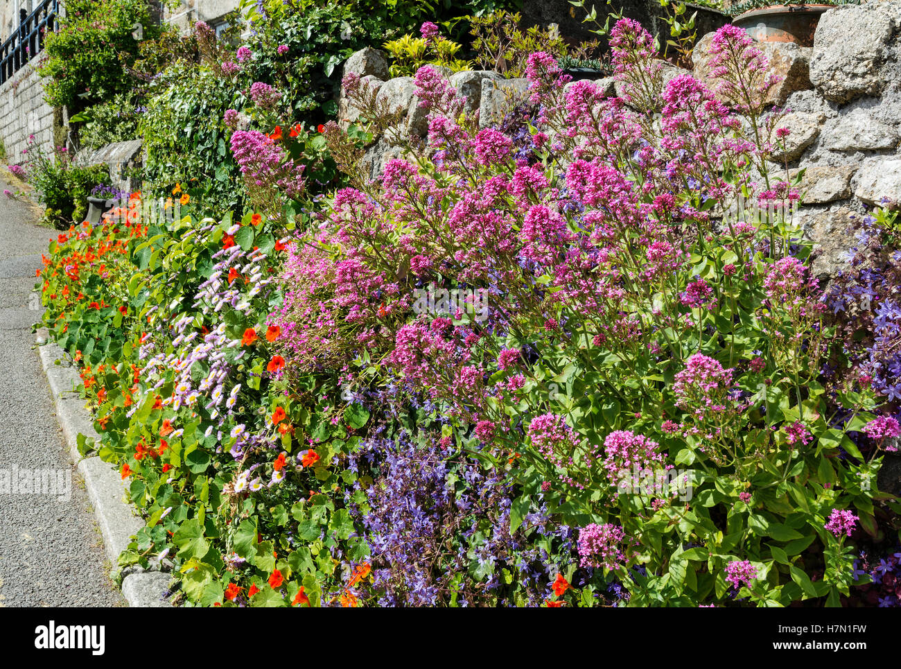 wild flowers growing by the side of a cottage garden wall Stock Photo